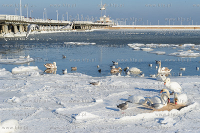 Sopot. Mrozna niedziela na plazy i molo w Sopocie....