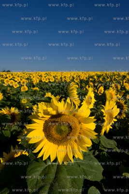 Sloneczniki z Ogrodzienca.
24.07.2012 fot. Pawel Marcinko...