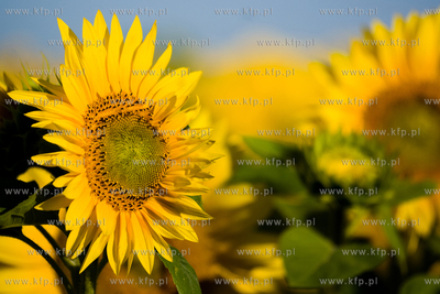 Sloneczniki z Ogrodzienca. 24.07.2012 fot. Pawel Marcinko...