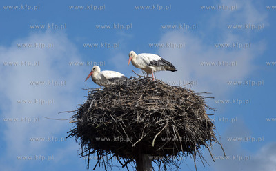 Sulmin na Kaszubach w gmienie Zukowo. Bociany w gniezdzie...