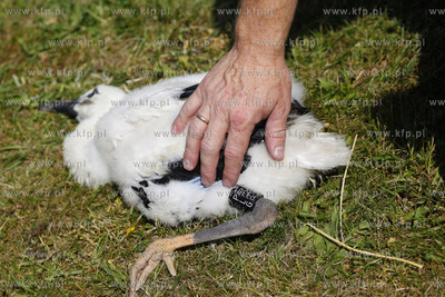 Kowale. Obraczkowanie bocianow bialych. Akcja odbywa...