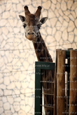 W gdanskim zoo  ustanawiany jest rekord Guinnessa....