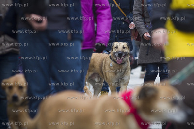 Spacer podopiecznych gdańskiego schroniska Promyk...