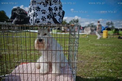 Sopot. Hipodrom. XX Miedzynarodowa Wystawa Psow Rasowych.
12.08.2012
fot....