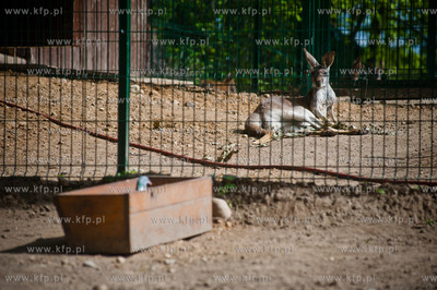 Gdansk. Oliwskie zoo.
Nz kangurzyca Tosia, ktora opiekowala...