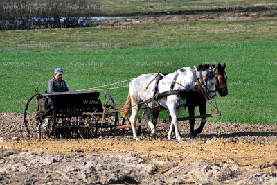 Wiczlino k/Gdyni. Edmund Meieronke obsiewa pole siewnikiem...