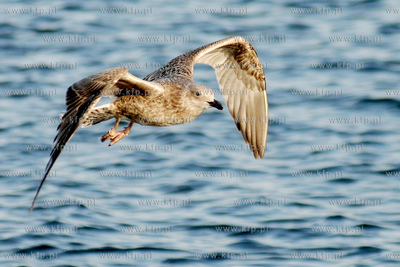 Mewa srebrzysta - gatunek duzego ptaka wodnego z rodziny...