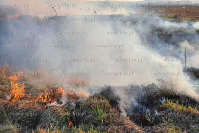 Nielegalne wypalanie traw przy ulicy Wołyńskiej w...