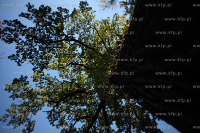 Gdansk. Park Przymorze.
17.10.2012
fot. Krzysztof...