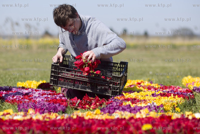 Mokry Dwór koło Pruszcza Gd. Przygotowania do Żuławskiego...