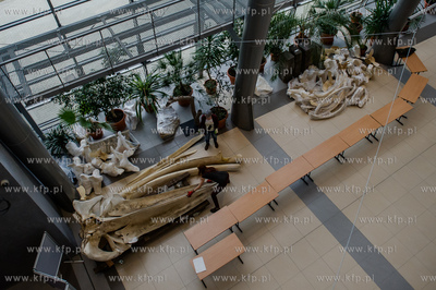 Gdansk. Uniwersytet Gdanski. Rozladunek szkieletu pletwala...