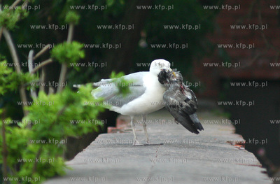 Mewa kanibal zjada golebia i odlatuje z lupem podzielic...