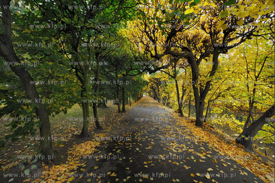 Gdansk Oliwa Park. Fragment parku z basenem parkowym.Poczatkiem...