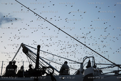 Tysiace ptakow przeslonilo w sobote wieczorem niebo...