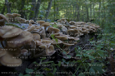 Babi Dol. Jar Raduni. 21.09.2014 fot. Pawel Marcinko...