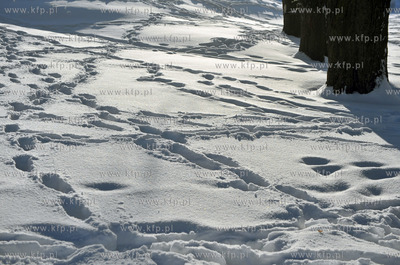 Zima w Sulminie na Kaszubach.
14.01.2010
fot. Maciej...