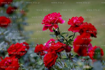 Roze.
07.09.2009
fot. Krzysztof Mystkowski / KFP