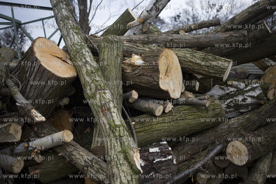 Wycinka drzew przy ul. Kochanowskiego w Gdańsku.
28.02.2017
fot....
