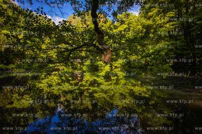 Park Oliwski.
11.06.2021
fot. Krzysztof Mystkowski...