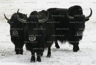 Jaki z oliwsjkiego zoo 15.02.2006 fot. Krzysztof Mystkowski...