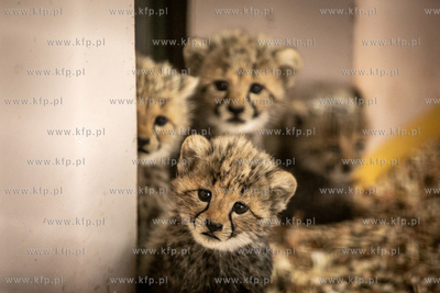 W gdańskim zoo urodziły się gepardy grzywiaste....