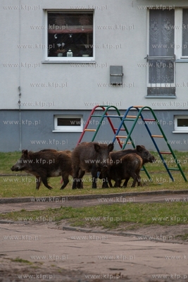 Dziki, Gdańsk, ulica Abrahama. 20.04.2019 Fot. Anna...