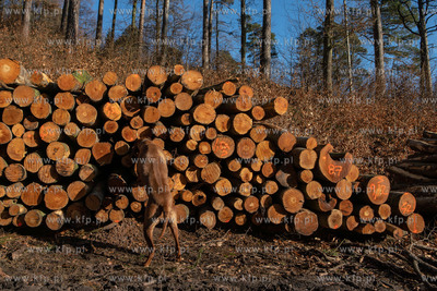 Trójmiejski Park Krajobrazowy. Lasy Oliwskie. Nz....