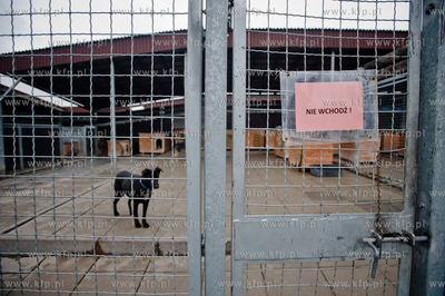 Gdansk. Schronisko dla bezdomych zwierzat Promyk. Akcja...