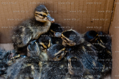 Gdansk. Akcja ratunkowa kaczki krzyzowki oraz jej nowo...