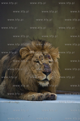 Gdansk. Oliwskie Zoo. Przyjazd czterech lwow, trzech...