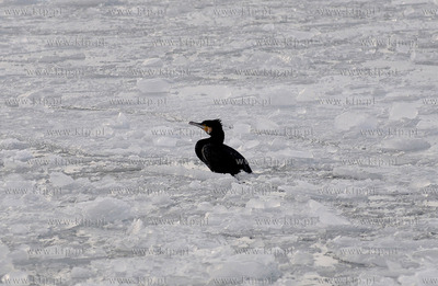 Kormoran na zamarznietych wodach Zatoki Gdanskiej w...