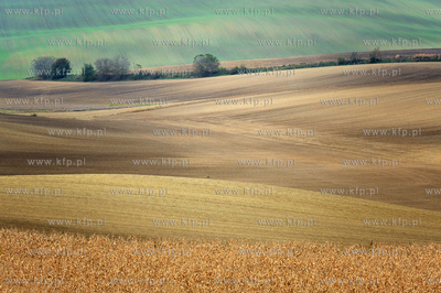 Morawy. Czechy. Okolice miejscowosci Kijev. Nz. pola...