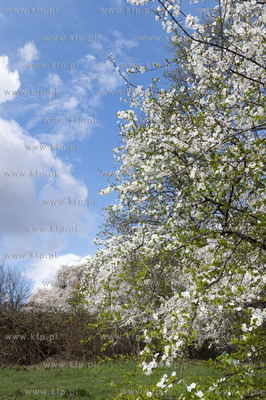 Gdańsk Siedlce. Winna Góra, okolice Widoku Macieja...