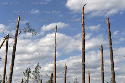 Skutki wichury na Pomorzu. Zniszczony przez wiatr las...