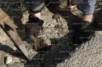 Gmina Lipusz. W Żelewcu nowy las na ziemii należącej...
