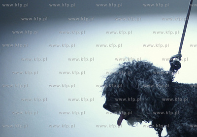 Gdansk Zaspa. Zaklad strzyzenia psow.
05.05.2009
fot....