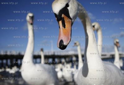 Sopot. Plaza. Labedzie.
03.03.2010
fot. Krzysztof...