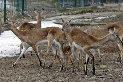 Gdansk. Oliwskie zoo. Nz Kob Liczi.
14.04.2013
fot....