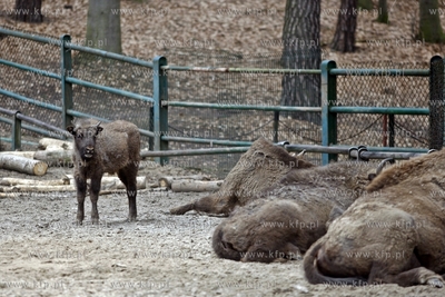 Gdansk. Oliwskie zoo. Nz zubry.
14.04.2013
fot. Krzysztof...