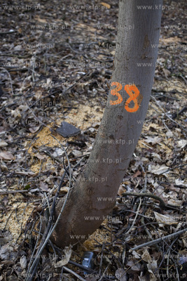Wycinka drzew na skarpie przy ul. Sienkiewicza w Gdyni....