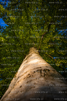 Park Oliwski.
11.06.2021
fot. Krzysztof Mystkowski...