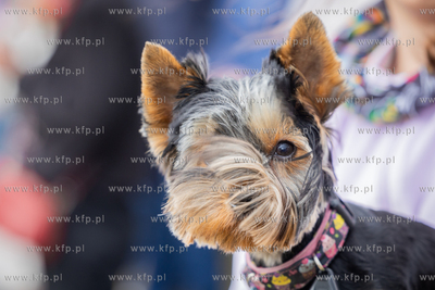 Uroczyste odsłonięcie muralu  w Gdańsku-Zaspie na...