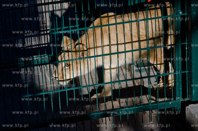 Gdansk. Oliwskie Zoo. Przyjazd czterech lwow, trzech...