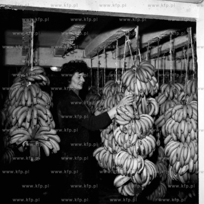Banany wisza w magazynie portu gdynskiego. (lata60).19640008111zFot....