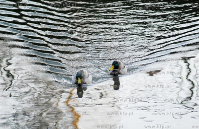 Kaczki dwie.
27.03.2007
fot. Andrzej J. Gojke / KFP
