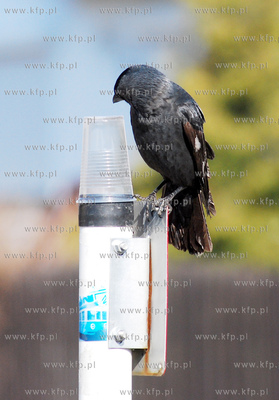 Kawka bawiaca sie plastikowym kubkiem pozostawionym...