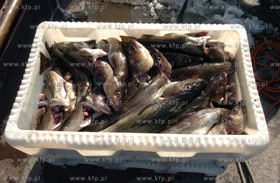 Ustka port, rozladunek zlowinych ryb z kutra Ust-122....