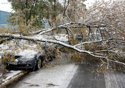 Nagly atak zimy w Warszawie.  Nz powalone drzewa na...