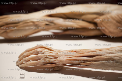 Wystawa o ciele ludzkim Human Body.
30.04.2013
fot....