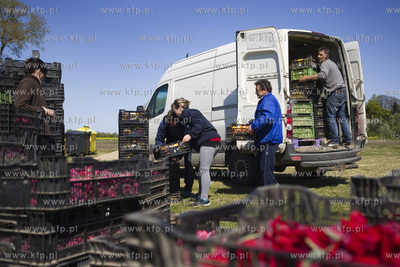 Mokry Dwór koło Pruszcza Gd.  Przygotowania do Żuławskiego...
